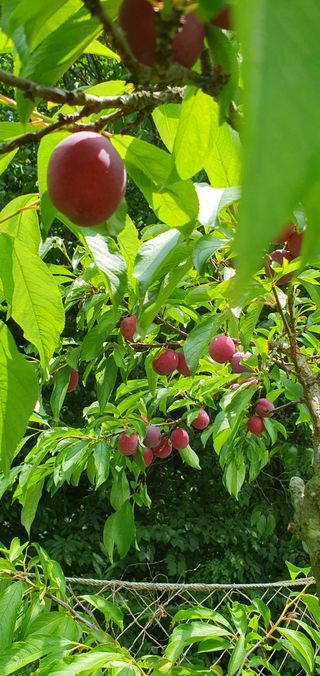 함영숙 님의 산삼을 갑자기 발견하게 된다면? · 참여글 작성글 사진