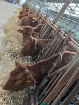 팜모닝 산삼을 갑자기 발견하게 된다면?·참여글 게시글 이미지