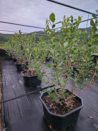 상진님의 산삼을 갑자기 발견하게 된다면? · 참여글 작성글 사진