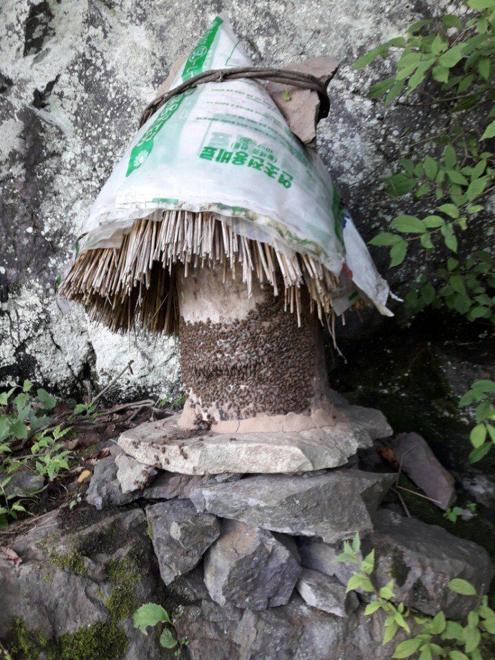 임원식님의 장터 판매 상품 [청정자연이 내린 순수토종꿀 2.4kg] 첨부 사진