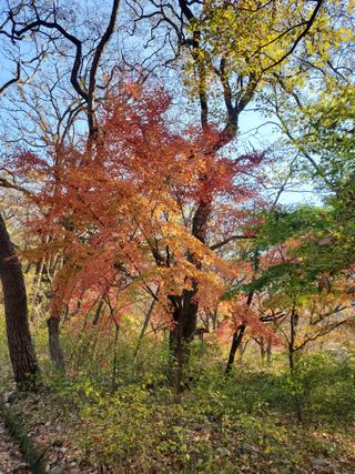서정훈 님의 산삼을 갑자기 발견하게 된다면? · 참여글 작성글 사진
