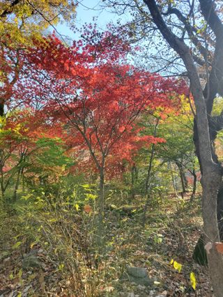 서정훈 님의 산삼을 갑자기 발견하게 된다면? · 참여글 작성글 사진