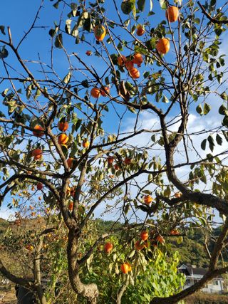 서정훈 님의 산삼을 갑자기 발견하게 된다면? · 참여글 작성글 사진