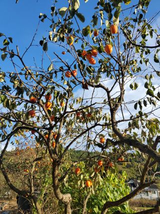 서정훈 님의 산삼을 갑자기 발견하게 된다면? · 참여글 작성글 사진
