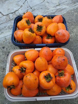 서정훈 님의 산삼을 갑자기 발견하게 된다면? · 참여글 작성글 사진