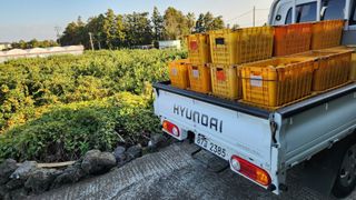 조상균님의 기타작물 · 영농일지 작성글 사진