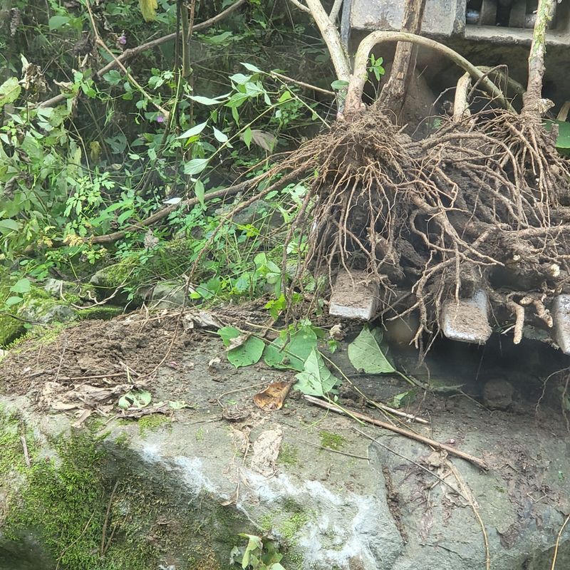 이호성님의 장터 판매 상품 [농장 개간이나 작업시 나오는 작물 수매합니다ㆍ 기타 수] 첨부 사진