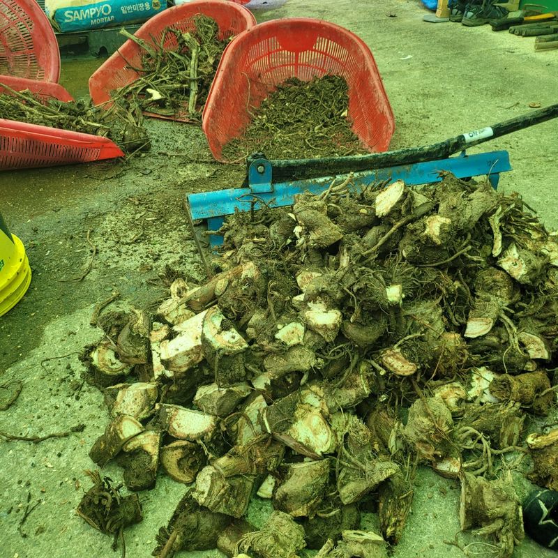 이호성님의 장터 판매 상품 [농장 개간이나 작업시 나오는 작물 수매합니다ㆍ 기타 수] 첨부 사진