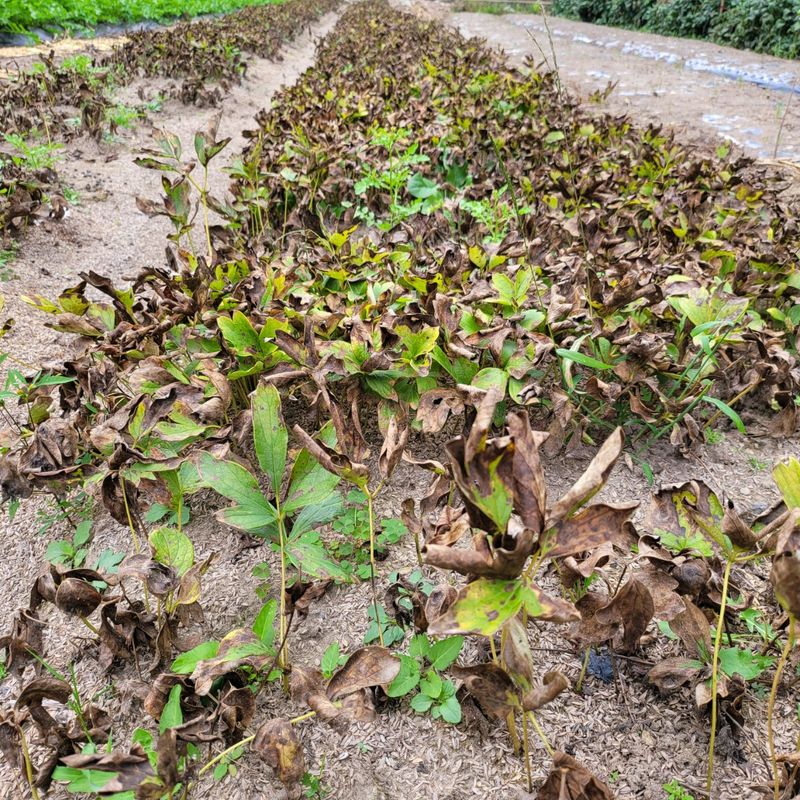 장터 상품 [농장 개간이나 작업시 나오는 작물 수매합니다ㆍ 기타 수] 썸네일
