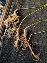 팜모닝 산삼을 갑자기 발견하게 된다면?·참여글 게시글 이미지