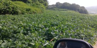 김관수회원님의 팜모닝 · 출석 작성글 사진