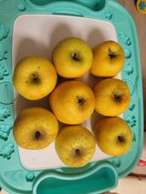 팜모닝 기타작물·영농일지 게시글 이미지