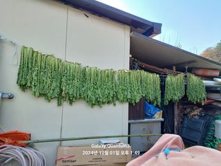 전진규.해돋이님의 기타작물 · 영농일지 작성글 사진