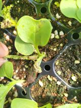 팜모닝 배추·병해충상담 게시글 이미지