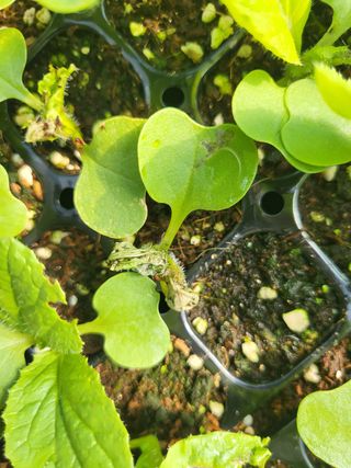 예락리님의 배추 · 병해충상담 작성글 사진