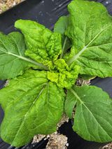 팜모닝 배추·병해충상담 게시글 이미지