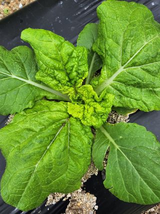 마음가는데로님의 배추 · 병해충상담 작성글 사진