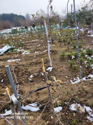 김성식님의 사과 · 영농일지 작성글 사진