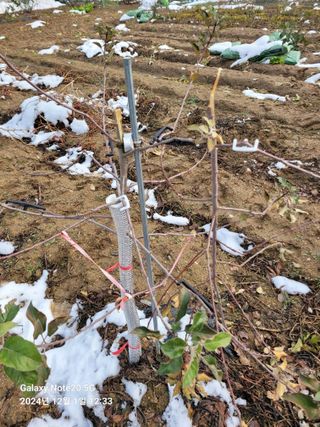 김성식님의 사과 · 영농일지 작성글 사진