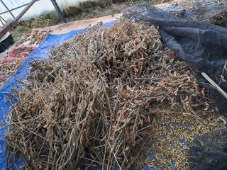 날라리님의 기타작물 · 영농일지 작성글 사진