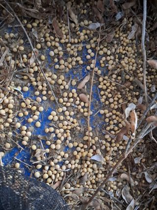 날라리님의 기타작물 · 영농일지 작성글 사진