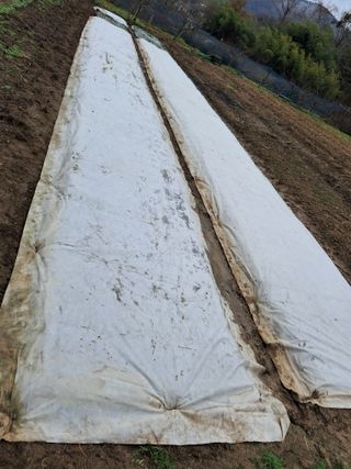 날라리님의 기타작물 · 영농일지 작성글 사진