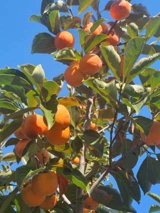 콩사랑님의 자유주제 · 자유게시판 작성글 사진