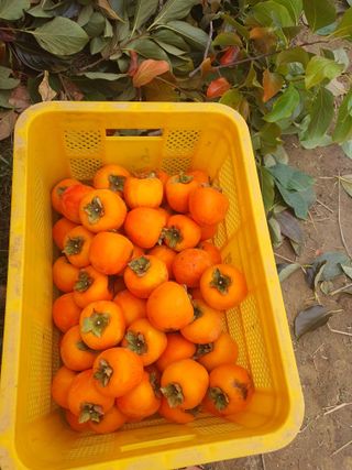 콩사랑님의 자유주제 · 자유게시판 작성글 사진