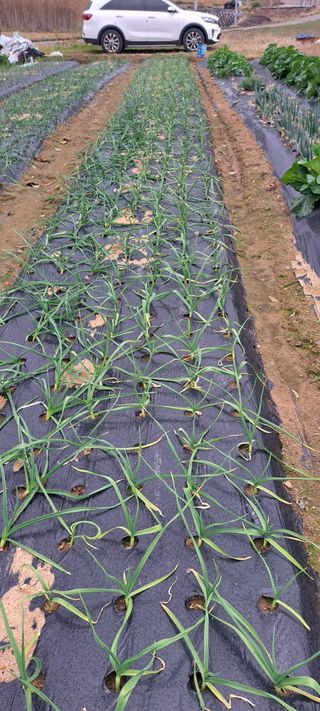 전남무안군박옥주님의 마늘 · 병해충상담 작성글 사진