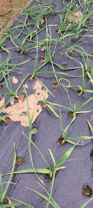 전남무안군박옥주님의 마늘 · 병해충상담 작성글 사진