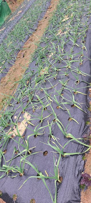 전남무안군박옥주님의 마늘 · 병해충상담 작성글 사진