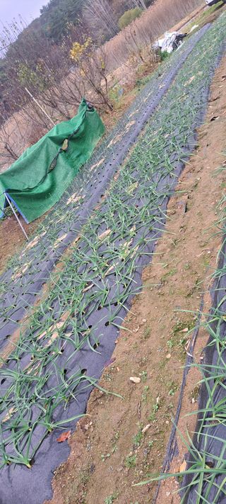 전남무안군박옥주님의 마늘 · 병해충상담 작성글 사진