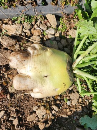 소나무1님의 자유주제 · 자유게시판 작성글 사진