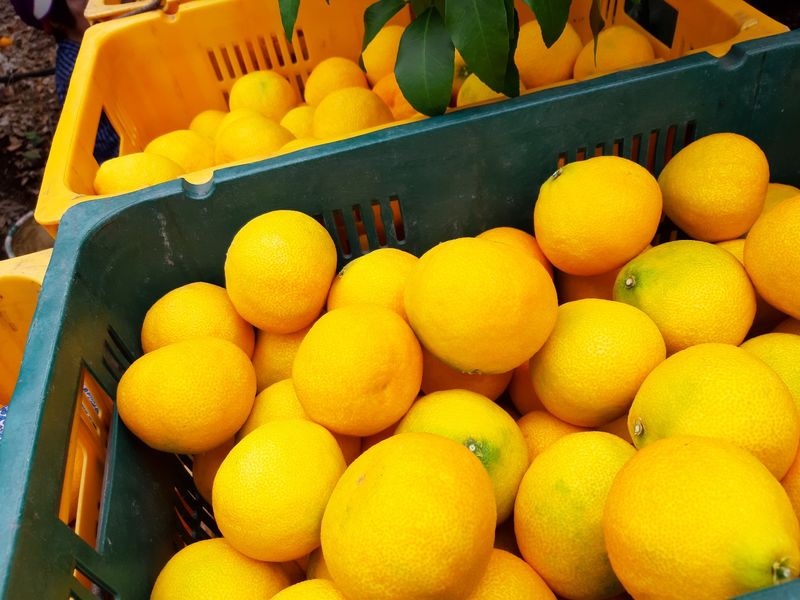 선물차롱님의 장터 판매 상품 [안녕하세요  직접 키우고 있는 농장입니다.  직접수확한] 첨부 사진