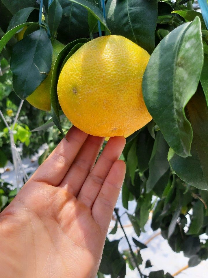 선물차롱님의 장터 판매 상품 [안녕하세요  직접 키우고 있는 농장입니다.  직접수확한] 첨부 사진