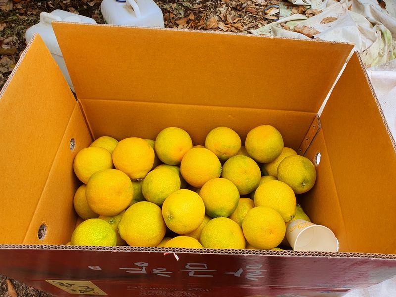 선물차롱님의 장터 판매 상품 [안녕하세요  직접 키우고 있는 농장입니다.  직접수확한] 첨부 사진