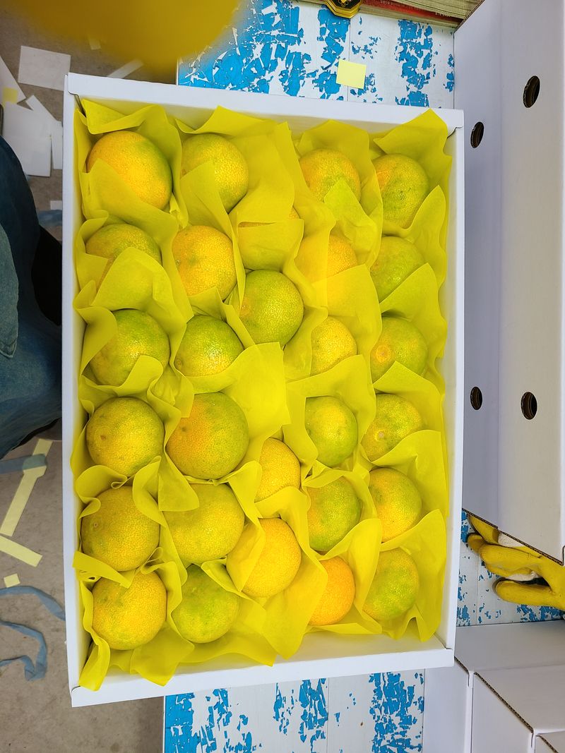 선물차롱님의 장터 판매 상품 [안녕하세요  직접 키우고 있는 농장입니다.  직접수확한] 첨부 사진