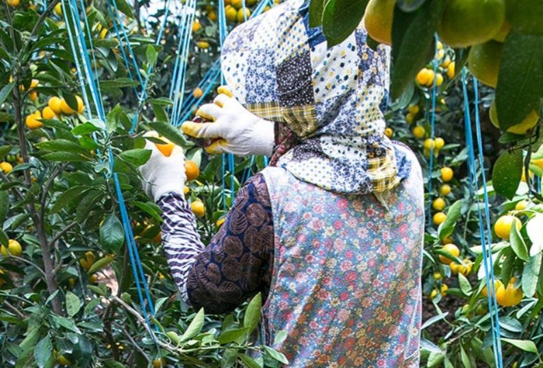 선물차롱님의 장터 판매 상품 [안녕하세요  직접 키우고 있는 농장입니다.  직접수확한] 첨부 사진