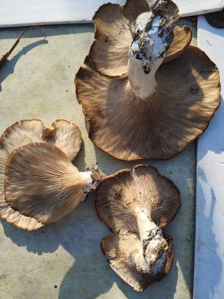 정수산님의 자유주제 · 자유게시판 작성글 사진