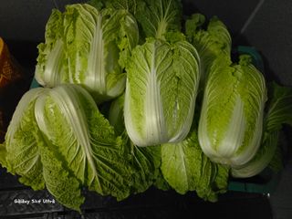 ♡청심전유삼♡님의 기타작물 · 영농일지 작성글 사진