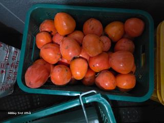 ♡청심전유삼♡님의 기타작물 · 영농일지 작성글 사진