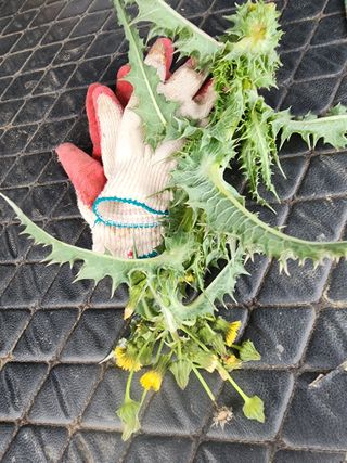 대봉감 단감 고구마님의 자유주제 · 자유게시판 작성글 사진