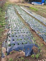 팜모닝 마늘·병해충상담 게시글 이미지