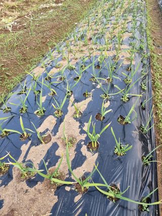 심창규 님의 마늘 · 병해충상담 작성글 사진