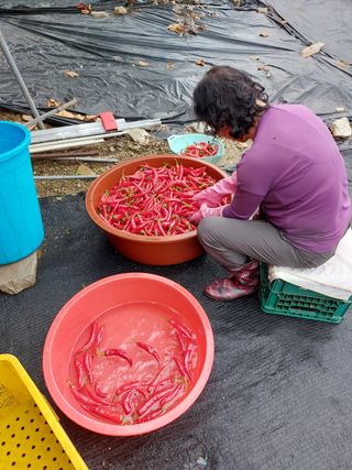 한마음농원님의 팜모닝 · 출석 작성글 사진