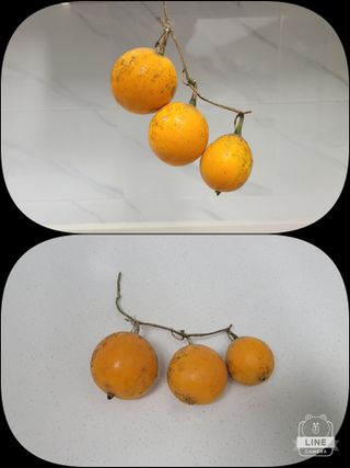 조용길님의 자유주제 · 자유게시판 작성글 사진