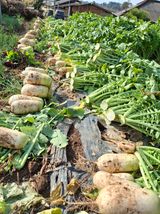 팜모닝 자유주제·자유게시판 게시글 이미지