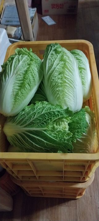 이일철 (조이산골)님의 자유주제 · 자유게시판 작성글 사진