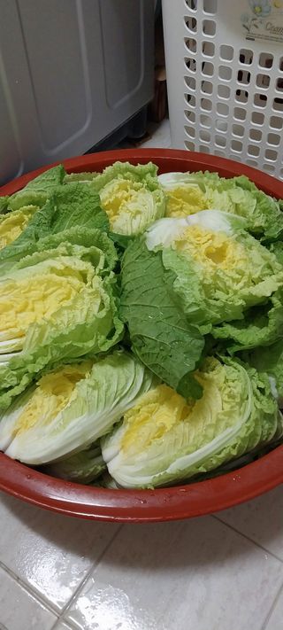 이일철 (조이산골)님의 자유주제 · 자유게시판 작성글 사진