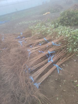 일심묘목농원님의 자유주제 · 자유게시판 작성글 사진